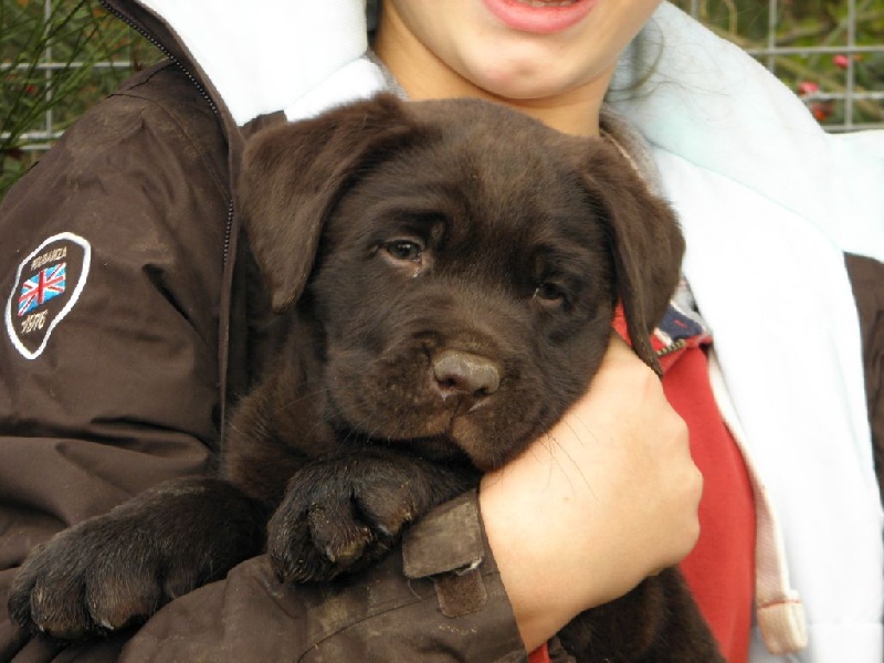 Du Moulin Sault - Labrador Retriever - Portée née le 06/11/2014