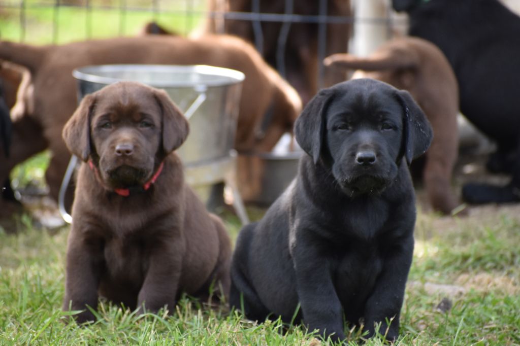 Chiot Labrador Retriever Du Moulin Sault