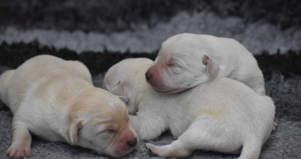 Du Moulin Sault - Chiots disponibles - Labrador Retriever