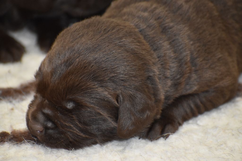 Du Moulin Sault - Chiots disponibles - Labrador Retriever