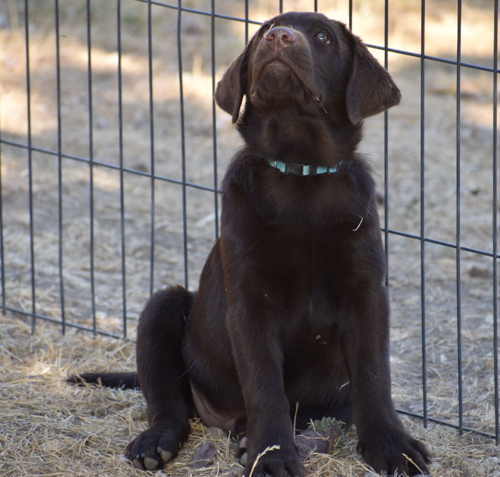 Du Moulin Sault - Chiots disponibles - Labrador Retriever