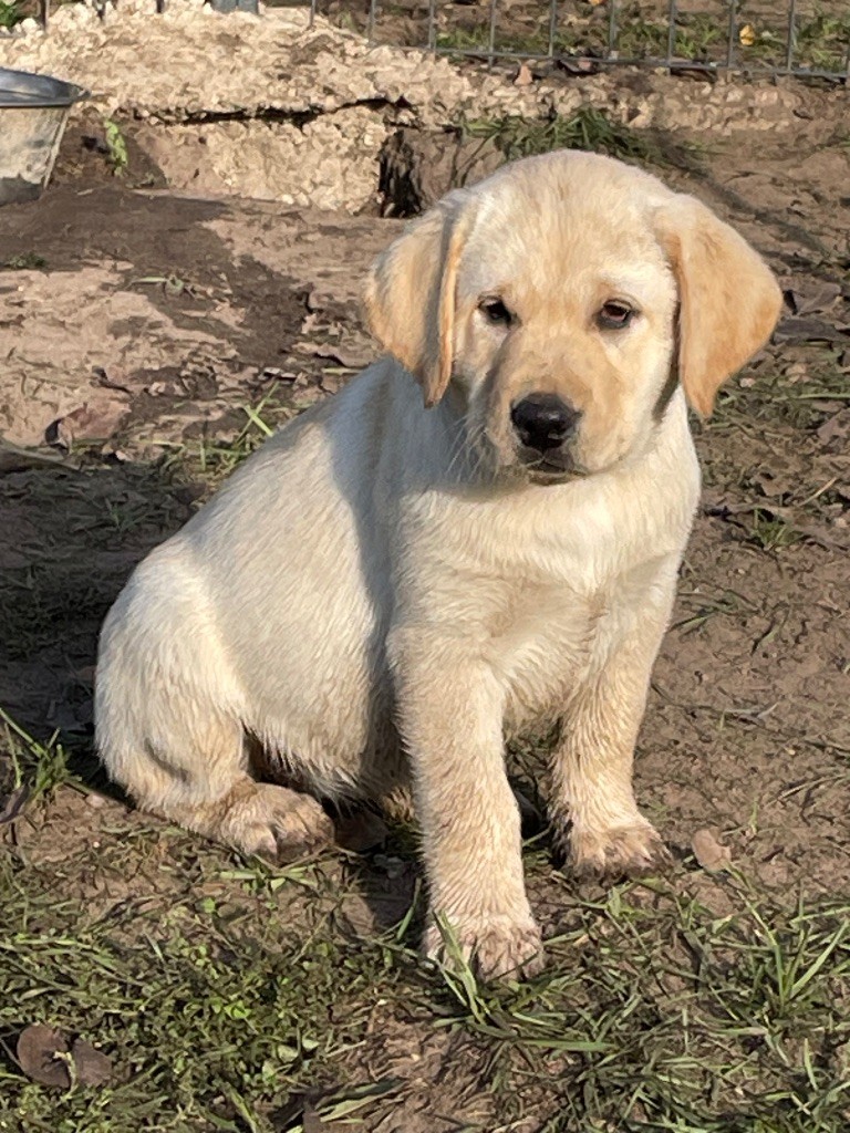 Du Moulin Sault - Chiots disponibles - Labrador Retriever