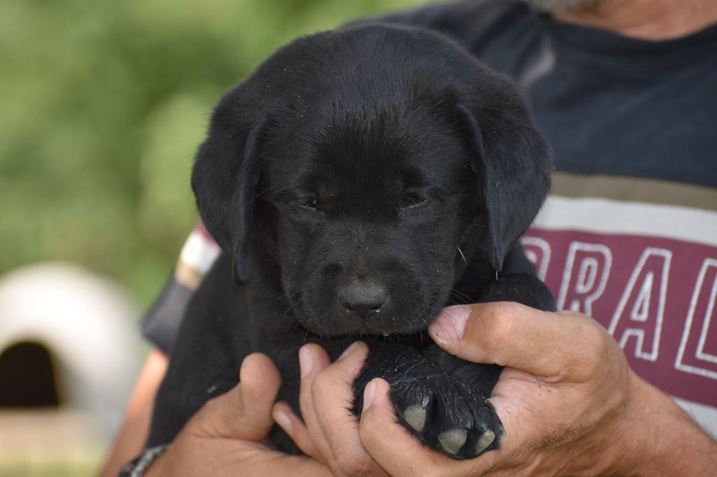Du Moulin Sault - Chiots disponibles - Labrador Retriever