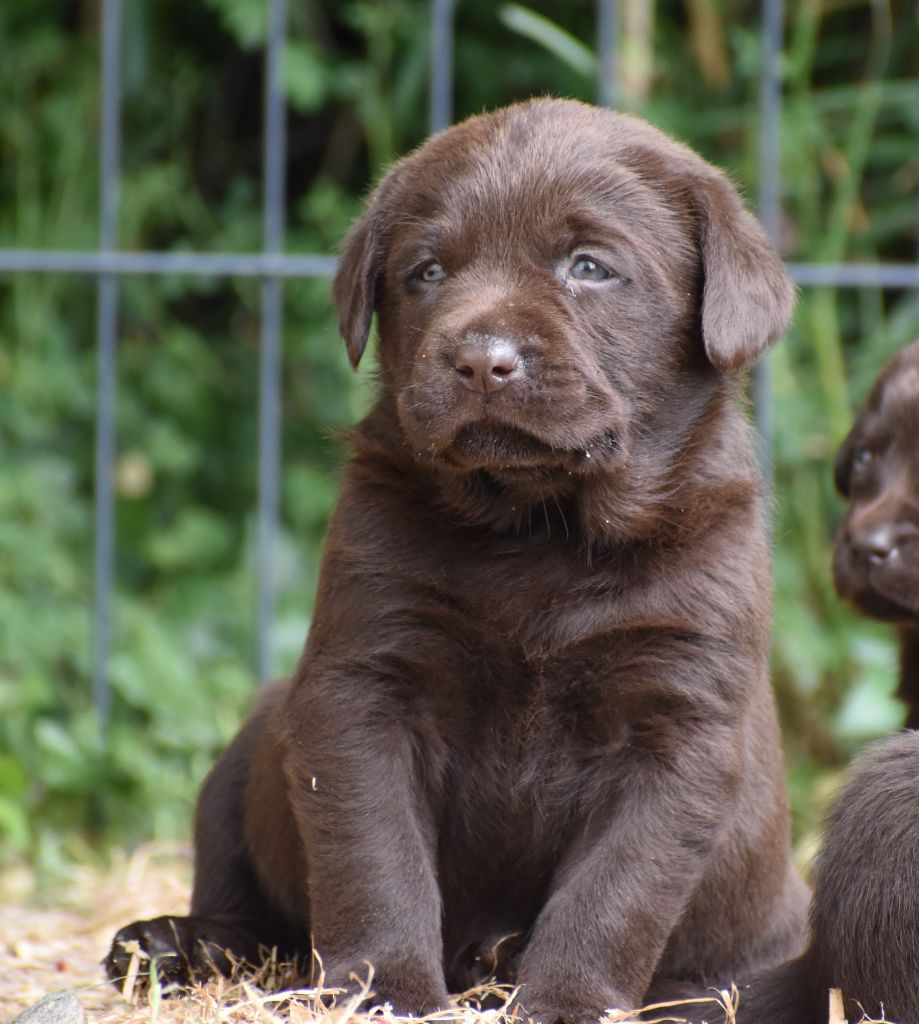 Du Moulin Sault - Chiots disponibles - Labrador Retriever