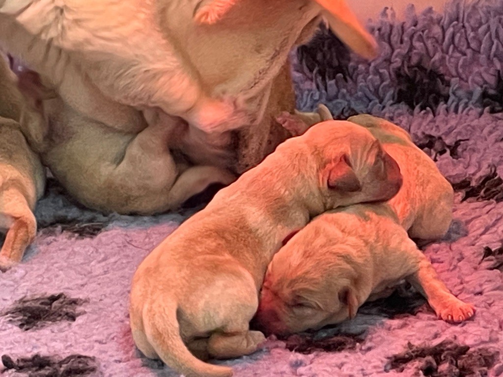 Du Moulin Sault - Chiots disponibles - Labrador Retriever
