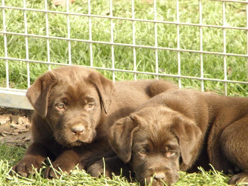 Du Moulin Sault - Labrador Retriever - Portée née le 08/09/2014