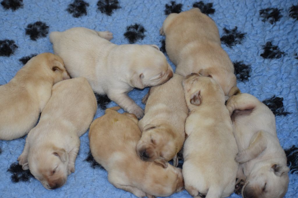 Du Moulin Sault - Chiots disponibles - Labrador Retriever