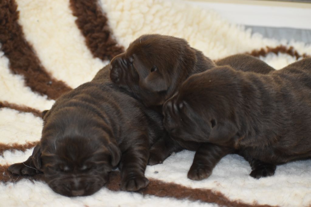 Du Moulin Sault - Chiots disponibles - Labrador Retriever