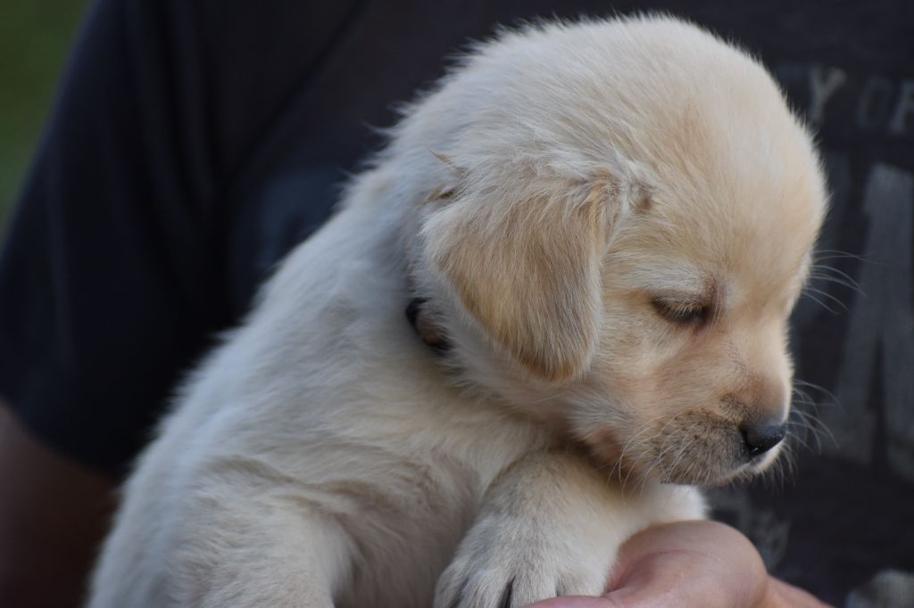 Du Moulin Sault - Chiots disponibles - Labrador Retriever