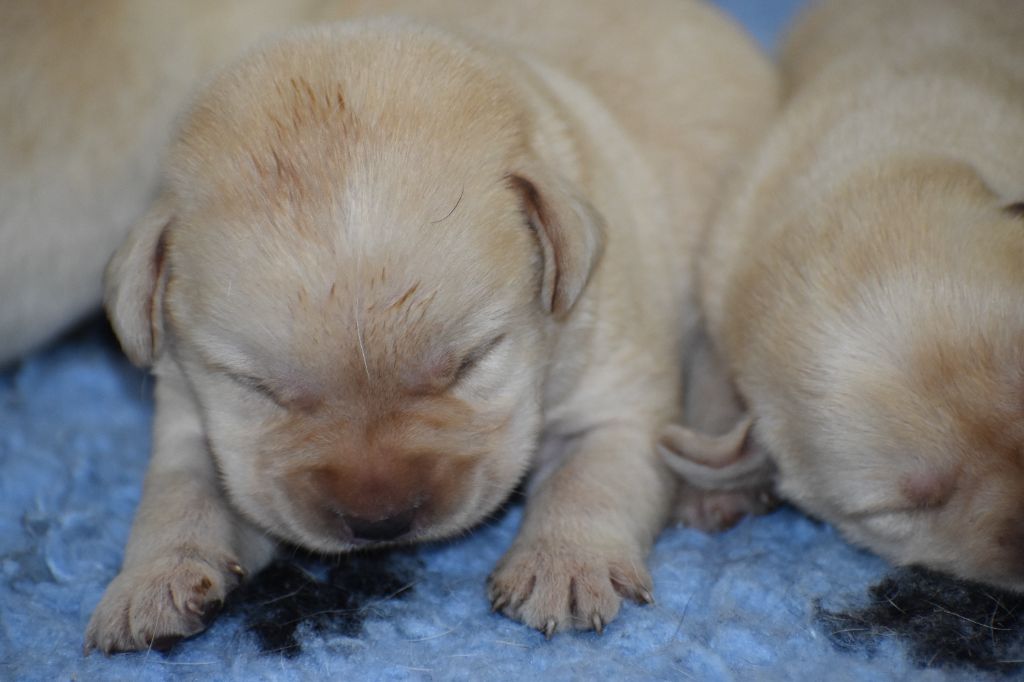 Du Moulin Sault - Chiots disponibles - Labrador Retriever