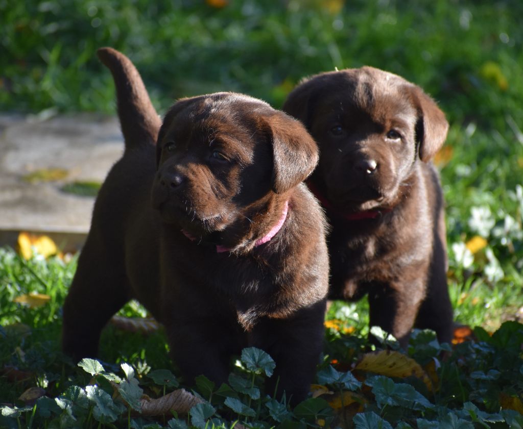 Du Moulin Sault - Chiots disponibles - Labrador Retriever