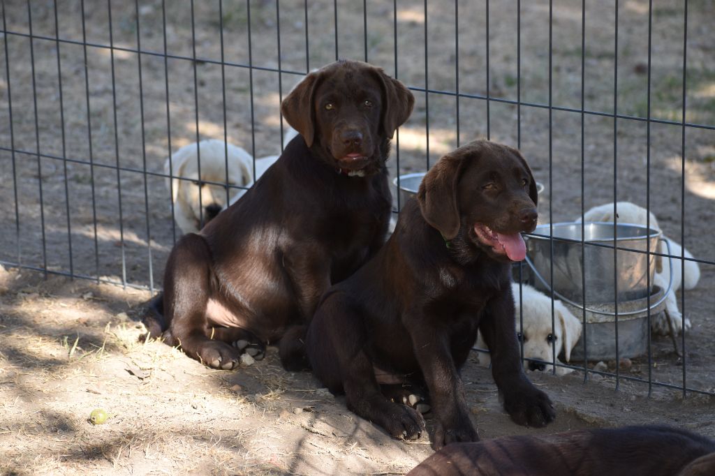 Du Moulin Sault - Chiots disponibles - Labrador Retriever
