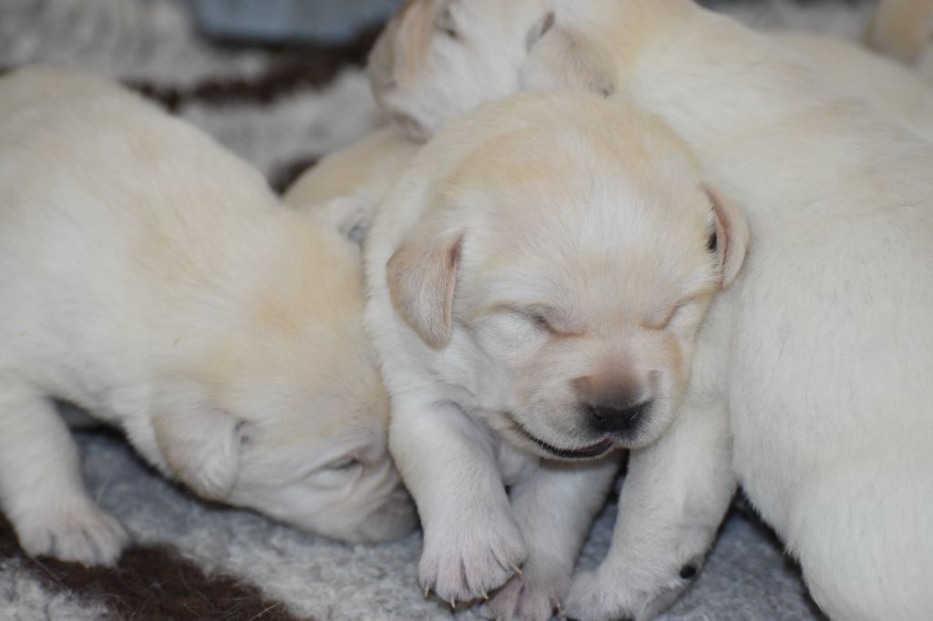 Du Moulin Sault - Chiots disponibles - Labrador Retriever