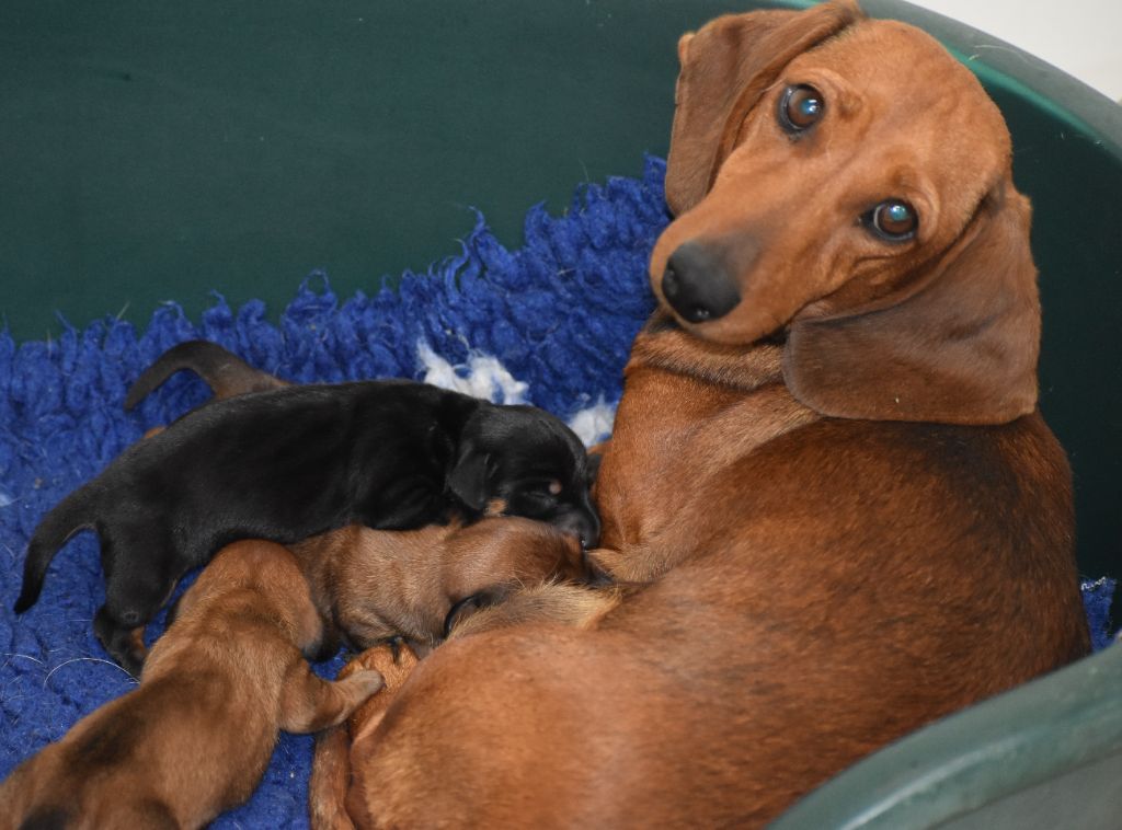 Du Moulin Sault - Chiots disponibles - Teckel poil ras