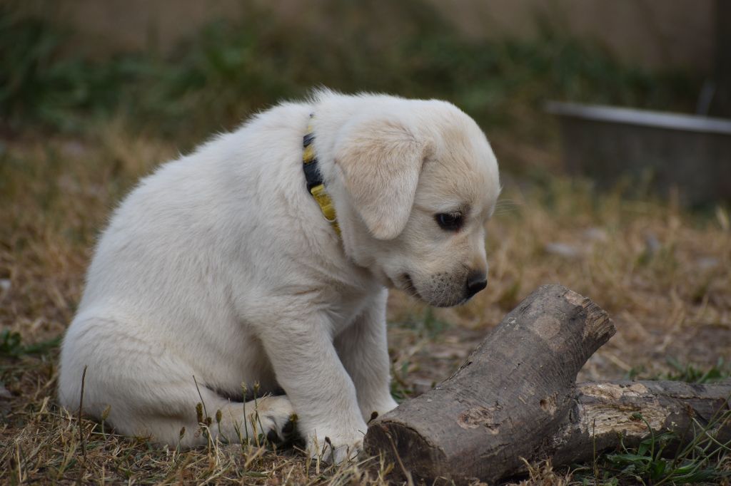 Du Moulin Sault - Chiots disponibles - Labrador Retriever