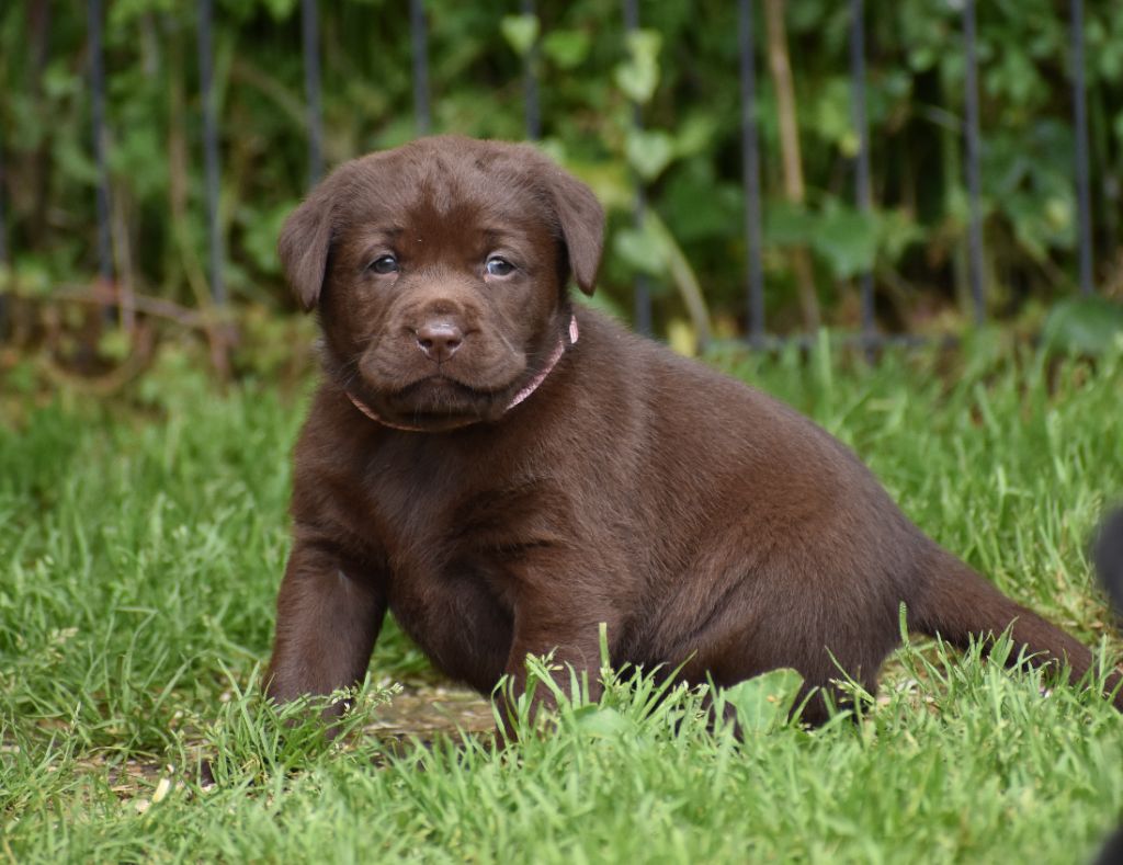 Du Moulin Sault - Chiots disponibles - Labrador Retriever