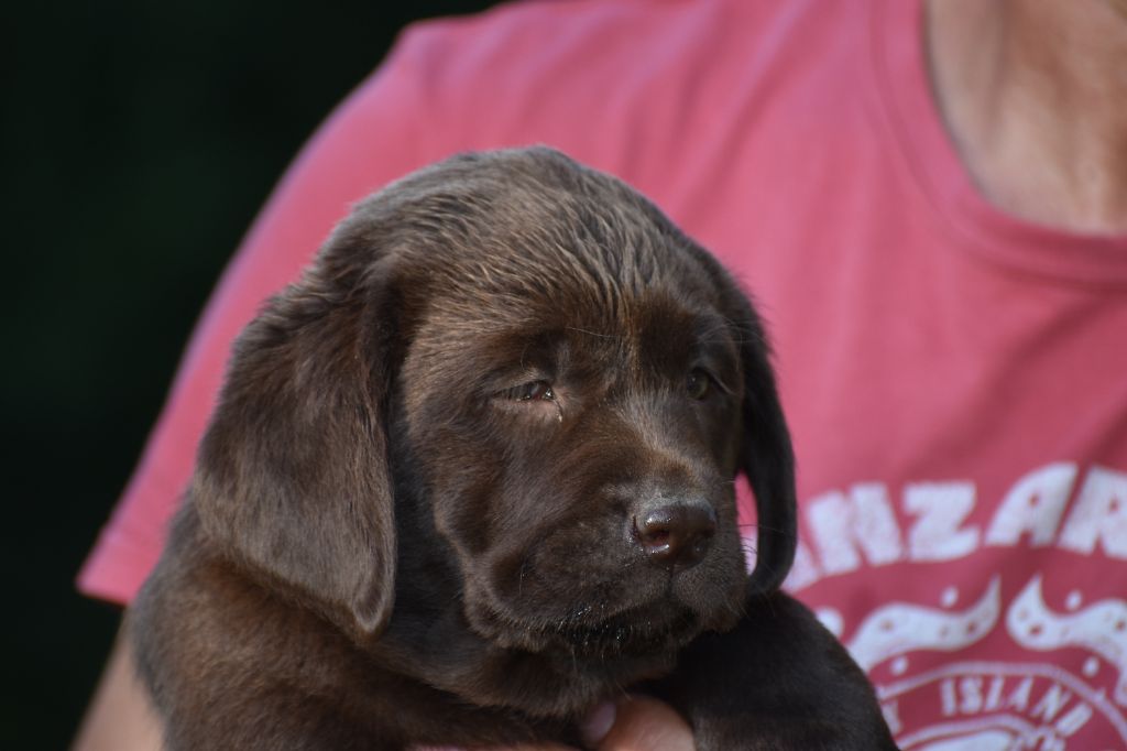 Du Moulin Sault - Chiots disponibles - Labrador Retriever
