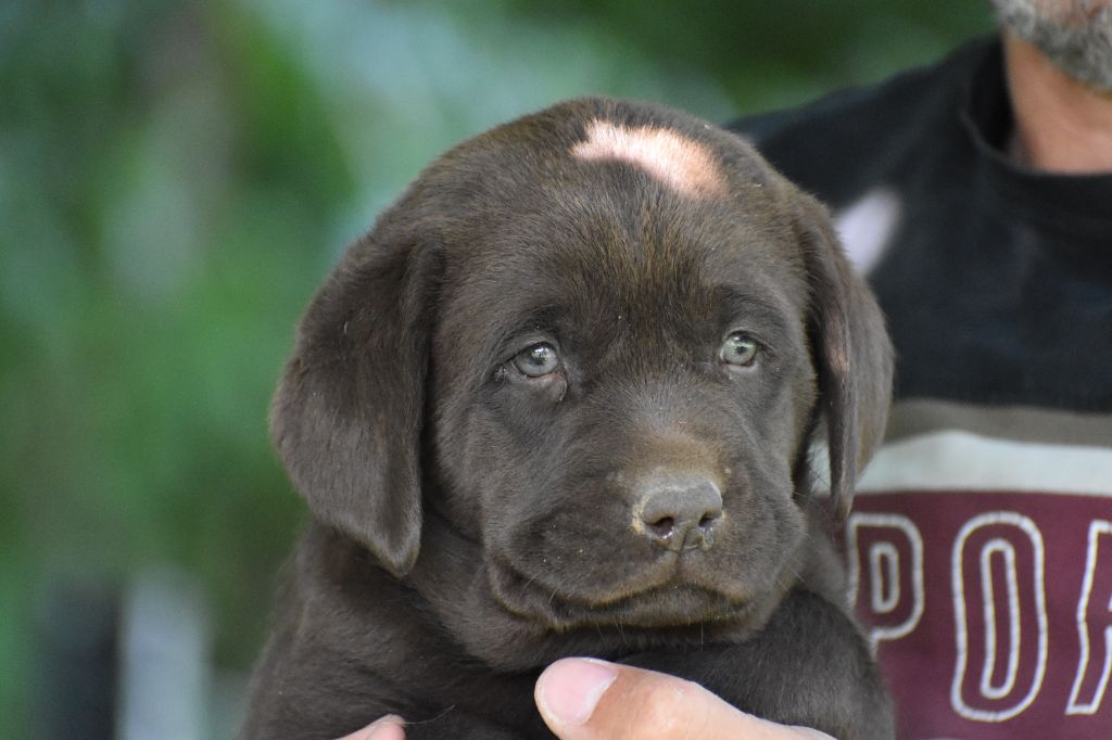 Du Moulin Sault - Chiots disponibles - Labrador Retriever