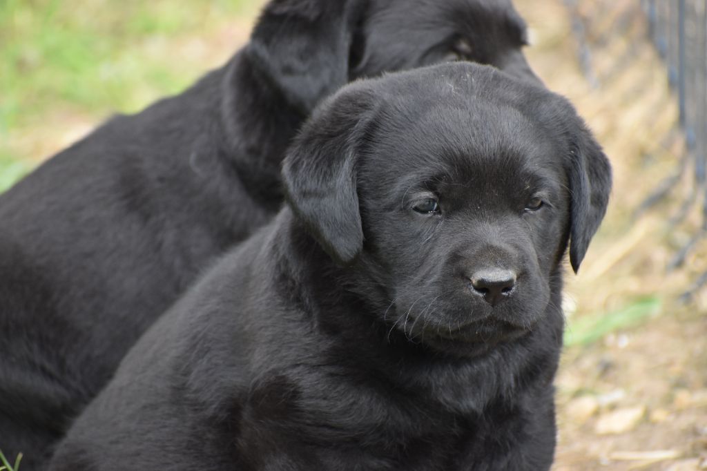 Du Moulin Sault - Chiots disponibles - Labrador Retriever