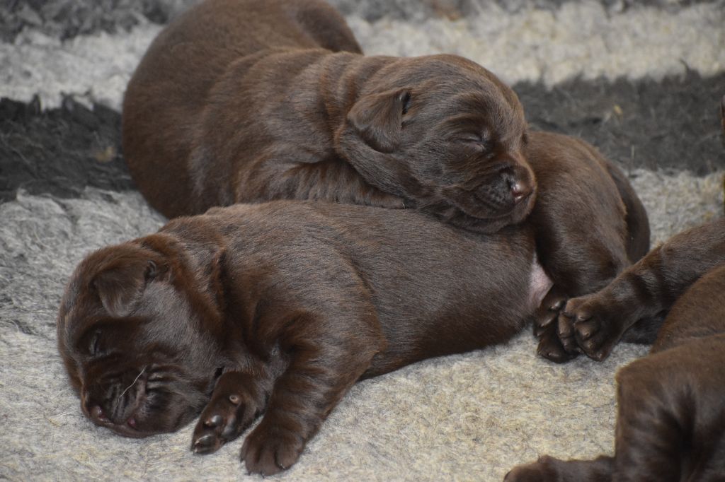 Du Moulin Sault - Chiots disponibles - Labrador Retriever