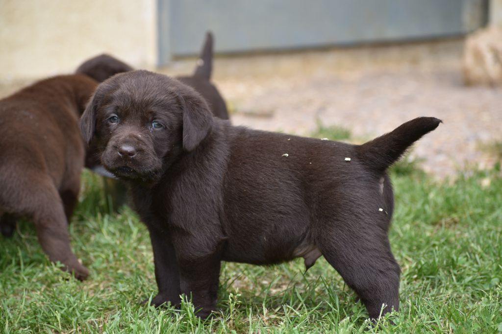 Du Moulin Sault - Chiots disponibles - Labrador Retriever