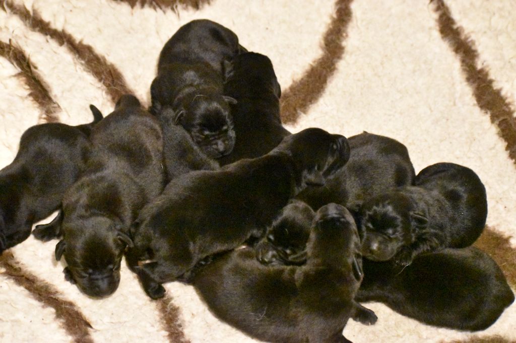CHIOT