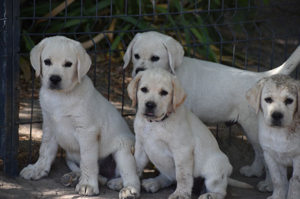 Du Moulin Sault - Chiots disponibles - Labrador Retriever