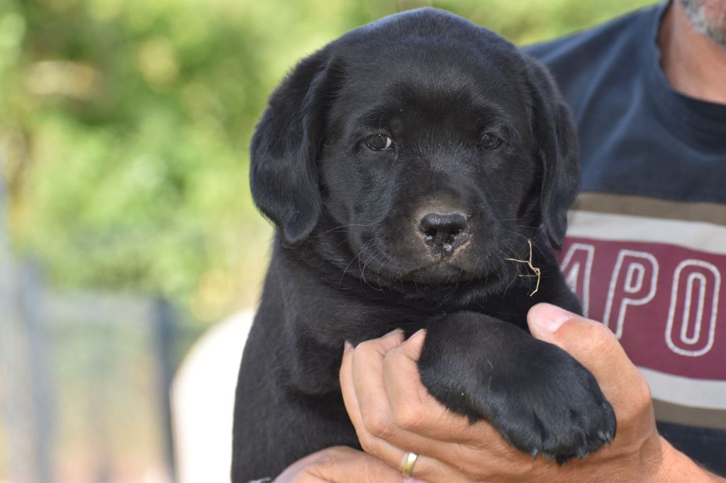 Du Moulin Sault - Chiots disponibles - Labrador Retriever