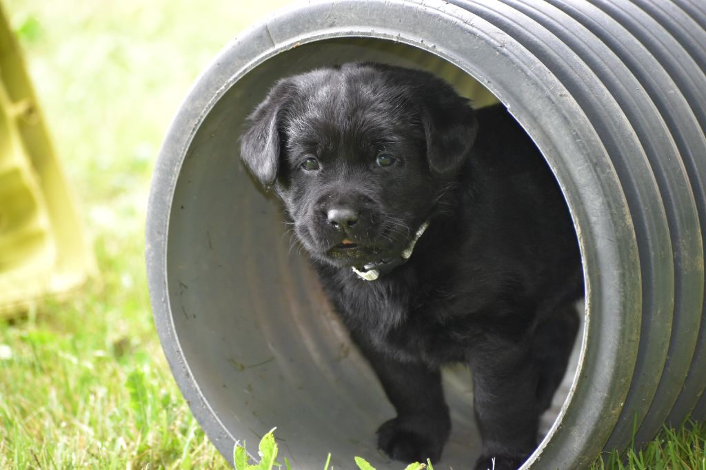 Du Moulin Sault - Chiots disponibles - Labrador Retriever