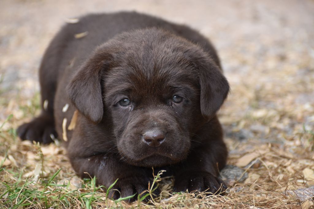 Du Moulin Sault - Chiots disponibles - Labrador Retriever
