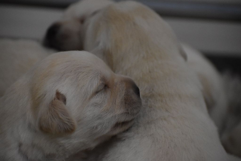 Du Moulin Sault - Chiots disponibles - Labrador Retriever