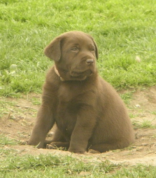 Du Moulin Sault - Labrador Retriever - Portée née le 19/02/2014