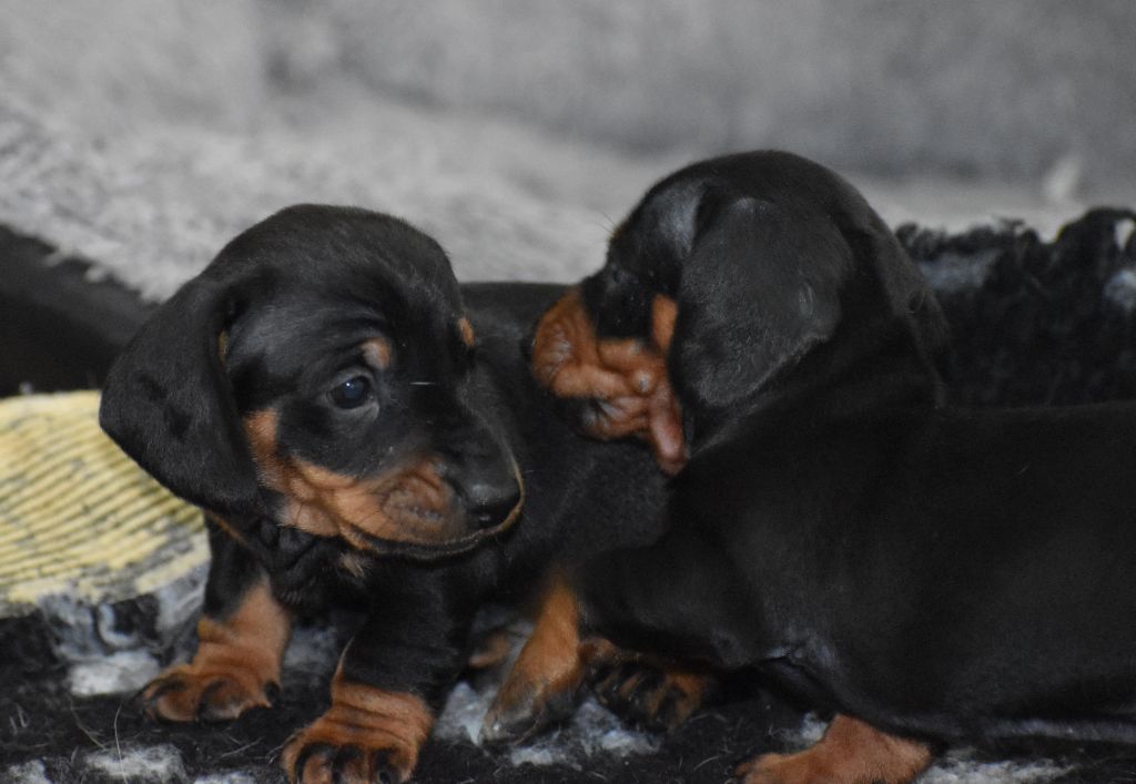 Du Moulin Sault - Chiots disponibles - Teckel poil ras