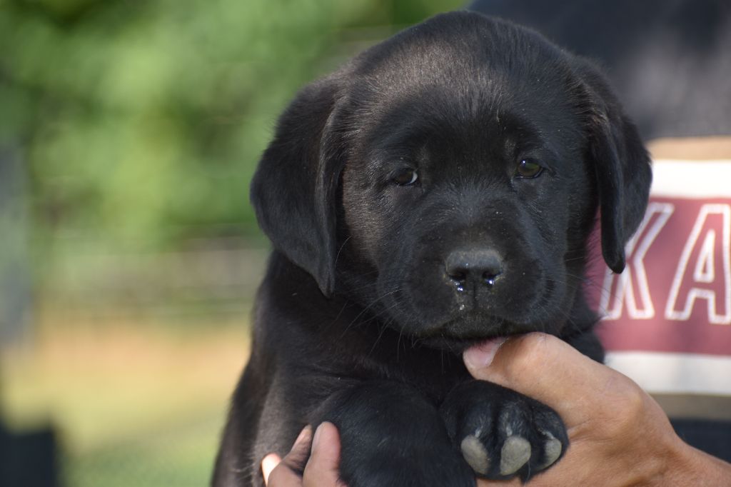 Du Moulin Sault - Chiots disponibles - Labrador Retriever