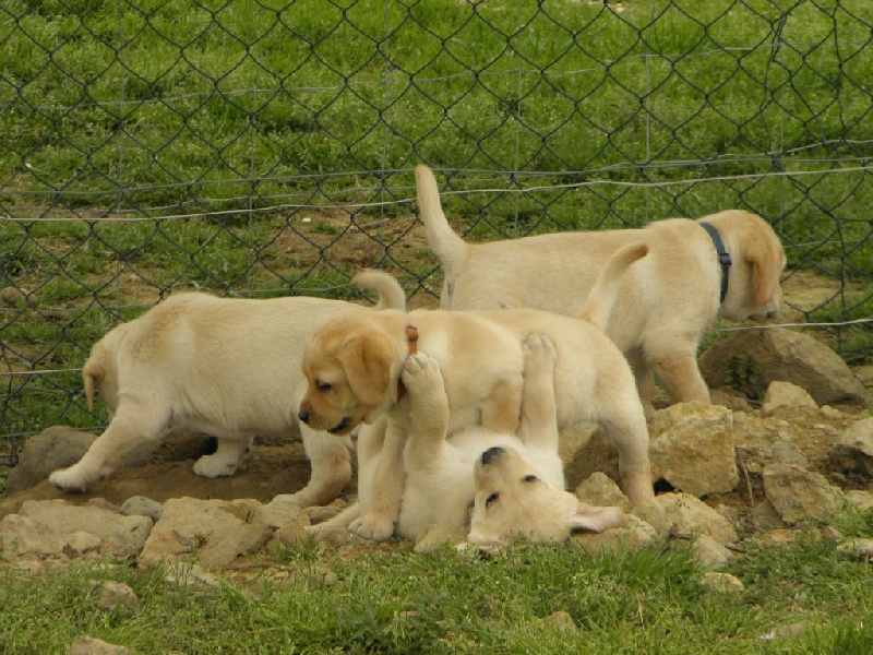 Du Moulin Sault - Labrador Retriever - Portée née le 06/03/2014