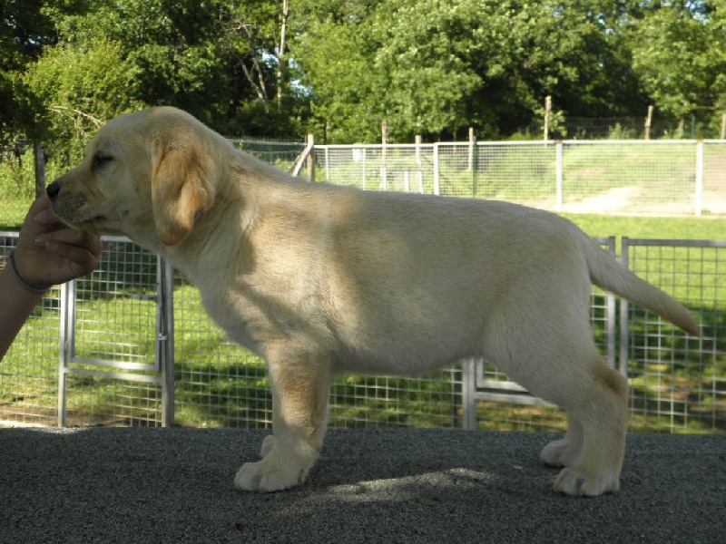 Du Moulin Sault - Labrador Retriever - Portée née le 27/03/2014