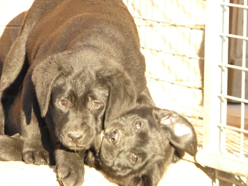 Du Moulin Sault - Labrador Retriever - Portée née le 20/10/2014