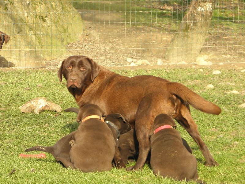 Du Moulin Sault - Labrador Retriever - Portée née le 22/12/2014