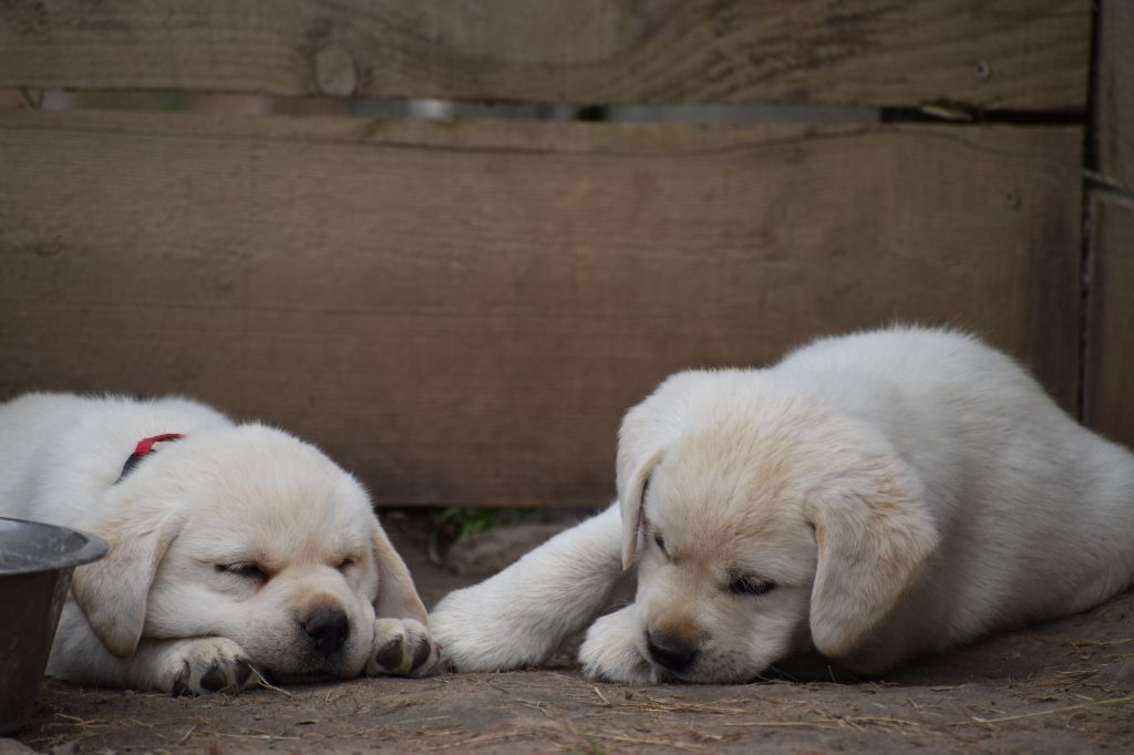 Du Moulin Sault - Chiots disponibles - Labrador Retriever