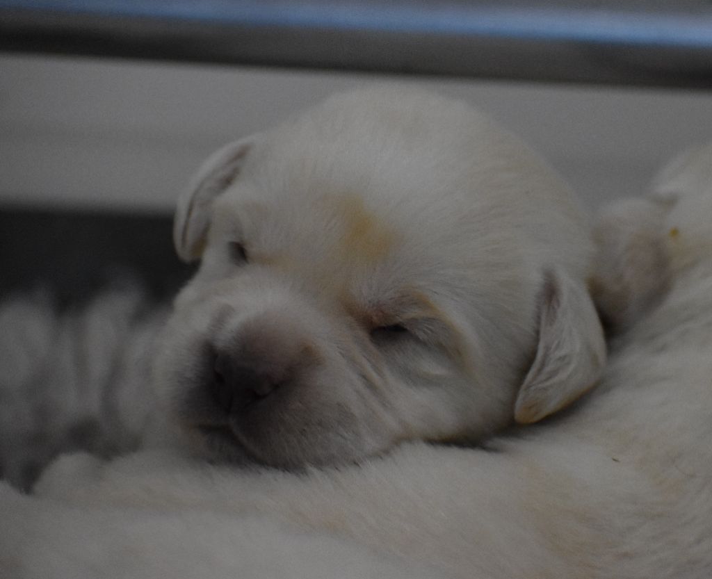 Du Moulin Sault - Chiots disponibles - Labrador Retriever