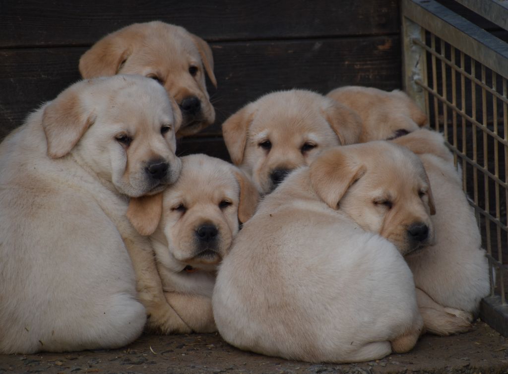 Du Moulin Sault - Labrador Retriever - Portée née le 19/11/2023