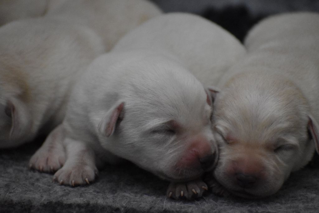 Du Moulin Sault - Chiots disponibles - Labrador Retriever