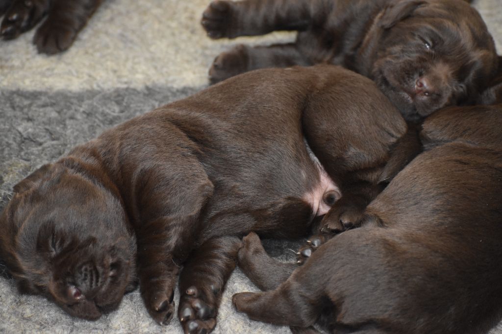 Du Moulin Sault - Chiots disponibles - Labrador Retriever