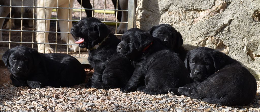 Chiot Labrador Retriever Du Moulin Sault