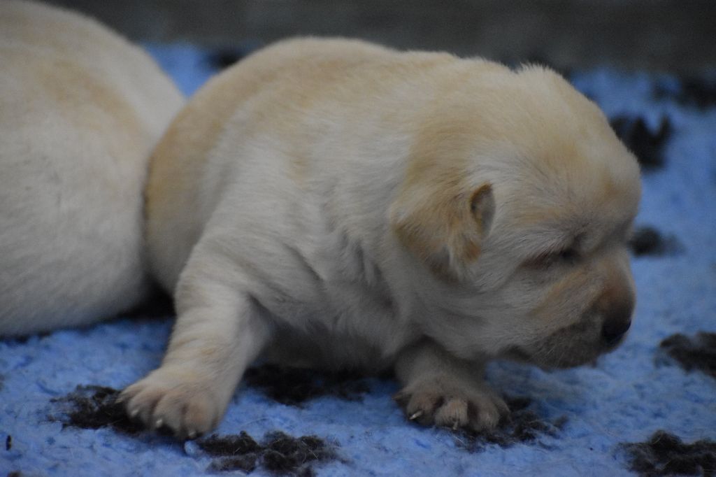 Du Moulin Sault - Chiots disponibles - Labrador Retriever