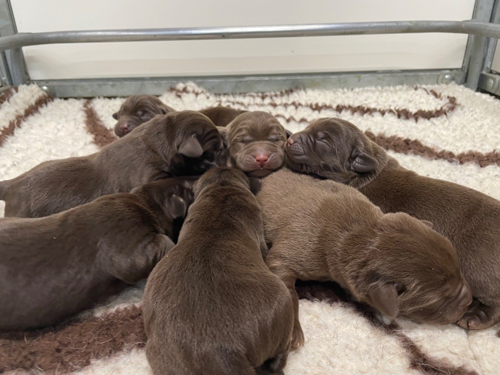 Du Moulin Sault - Chiots disponibles - Labrador Retriever
