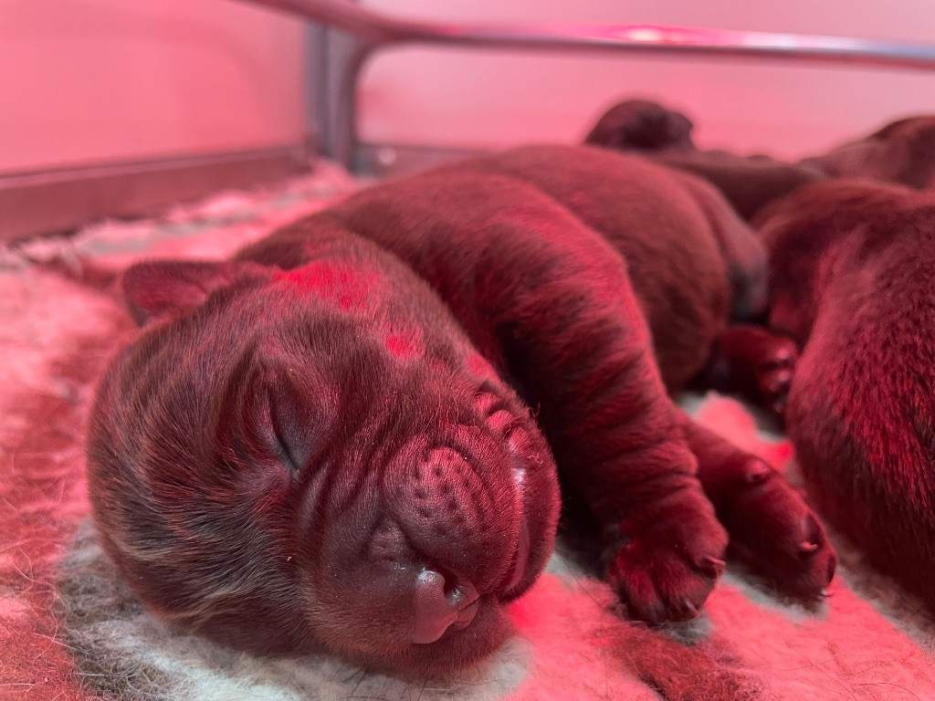 Du Moulin Sault - Chiots disponibles - Labrador Retriever