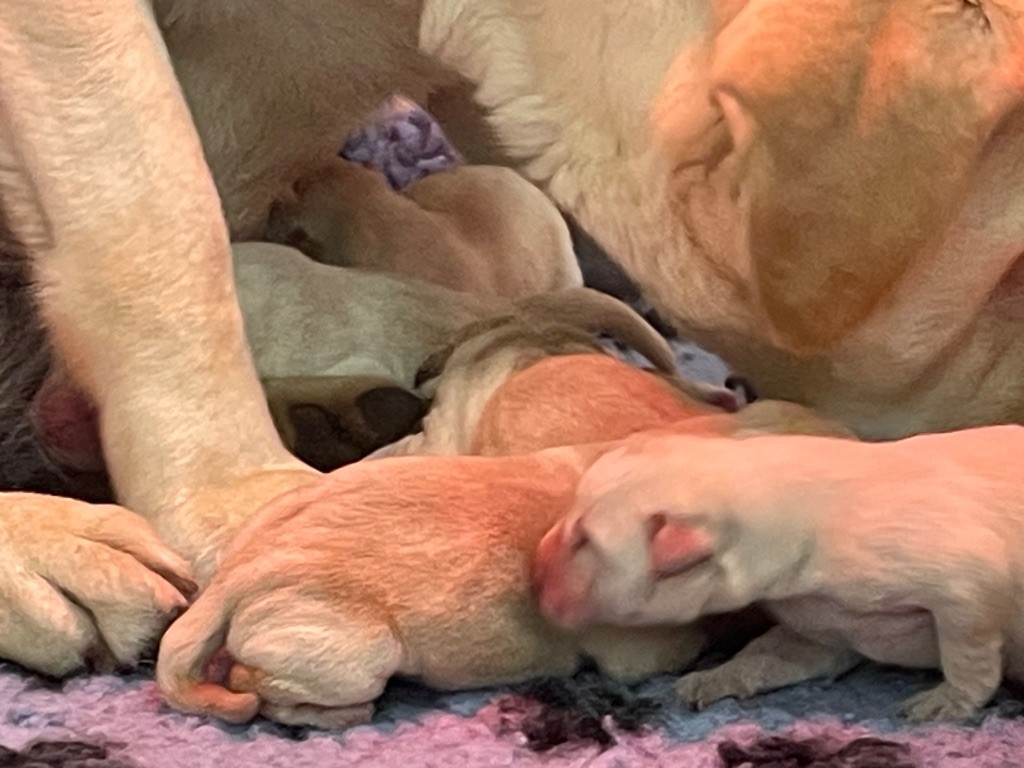 Du Moulin Sault - Chiots disponibles - Labrador Retriever