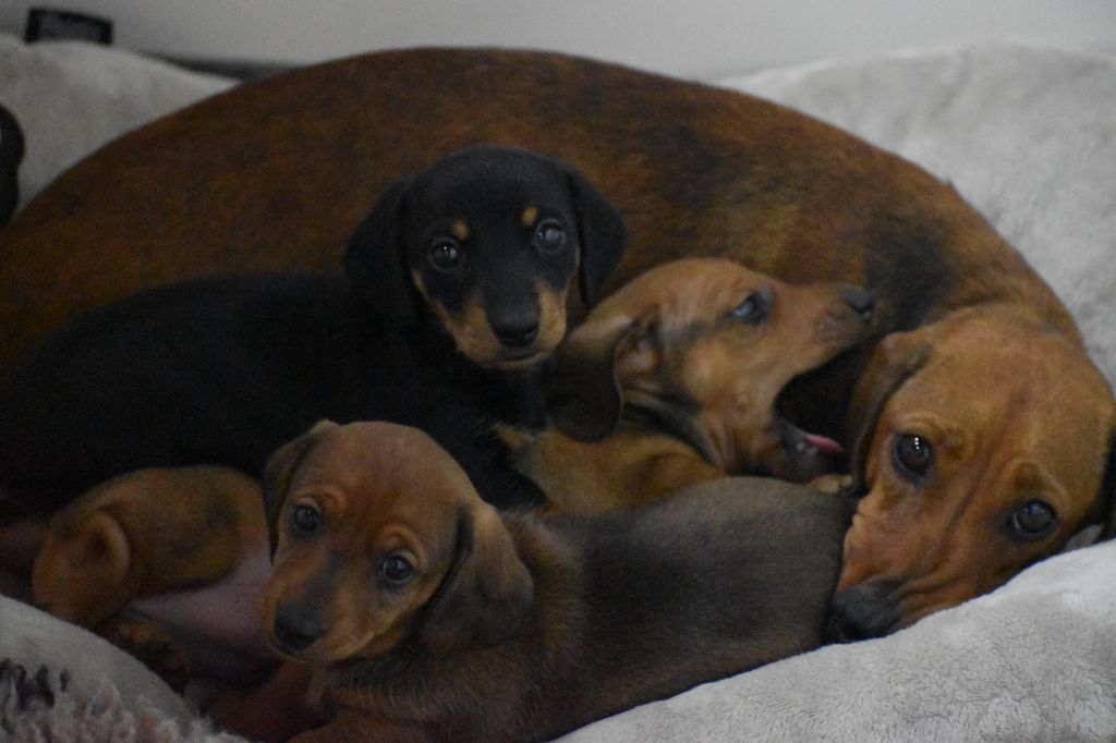 Chiot Teckel poil ras Du Moulin Sault