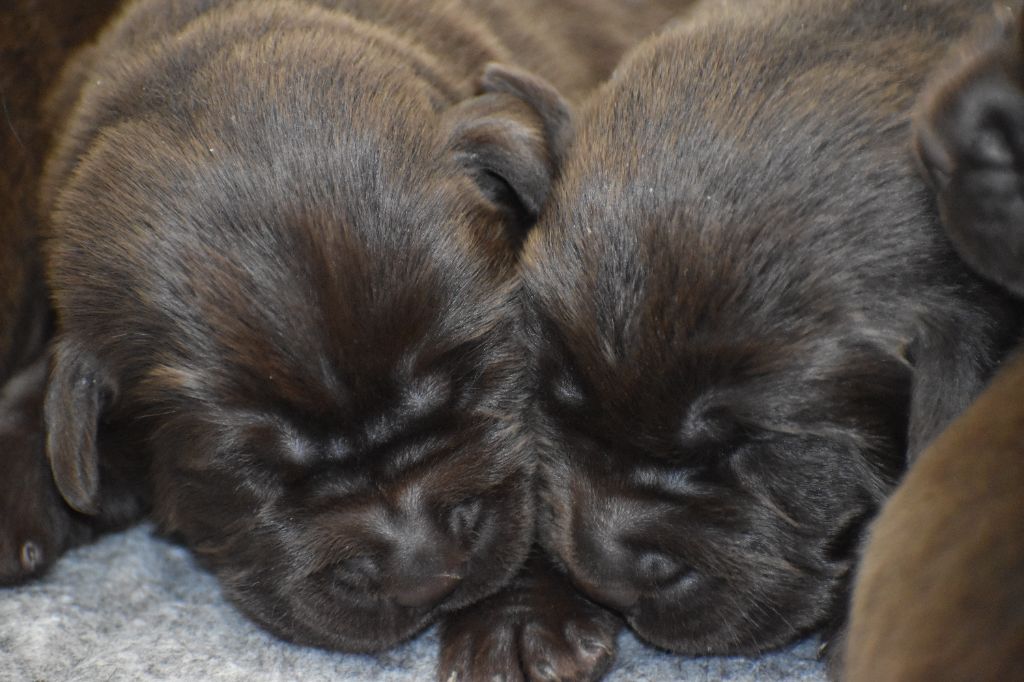 Du Moulin Sault - Chiots disponibles - Labrador Retriever